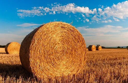 Якутия ограничит завоз сена из других регионов, чтобы оградить себя от АЧС