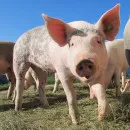 В Якутии установлены ограничительные мероприятия по африканской чуме свиней