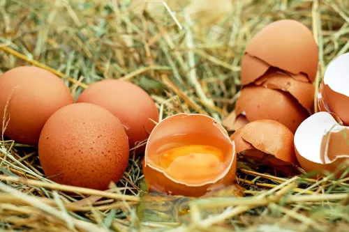 Колымские фермеры продают яйца по ценам 2019 года