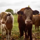 Якутская порода коров получила шанс на возрождение